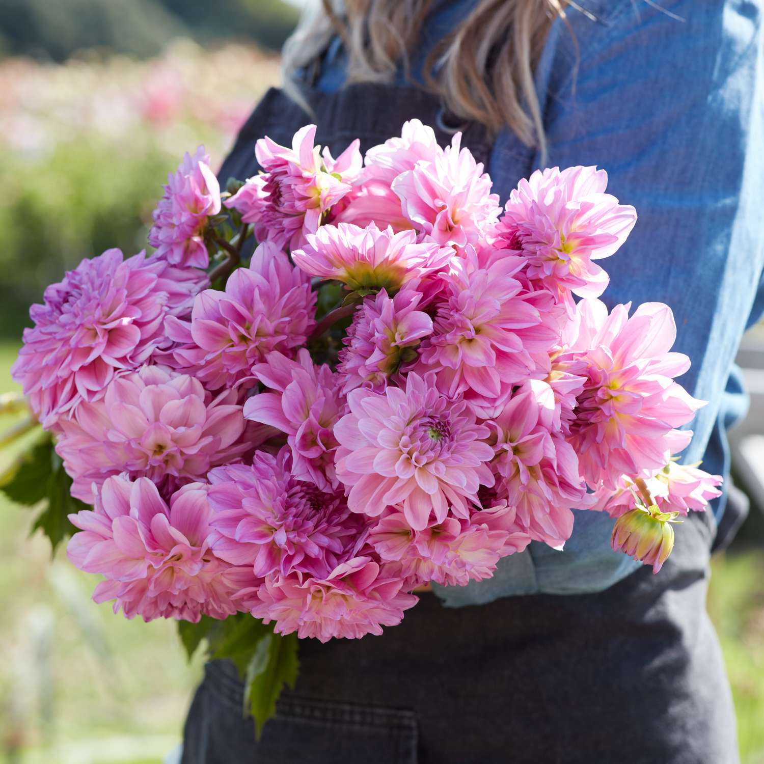 Dahlie ‘Pink Ardour’ - Dahlia